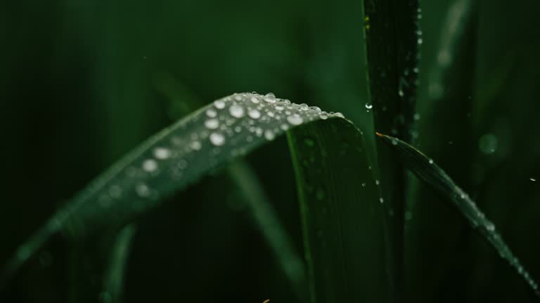 SUPER SLO MO Raindrops falling on green plant