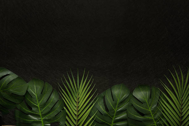 istock Creative layout,  Green leaves of monstera and tropical palm tree, Black background, Flat layer, Empty space for text 1325063238