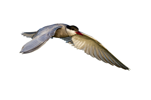 Common tern, sterna hirundo,, sterna hirundo, with open wings isolated on white background. Seabird hovering with copy space. Grey feathered animal in flight cut out on blank.