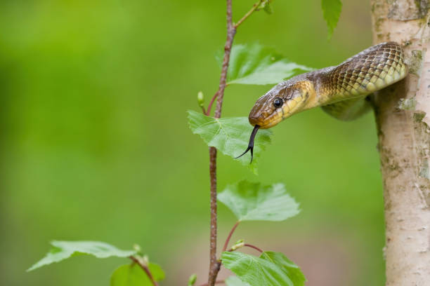 Aesculapian snake climbing a tree in summer forest with green background. Aesculapian snake, zamenis longissimus, climbing a tree in summer forest with green background. Wild animal clinging to a trunk and hissing with forked tongue sticking out. snake with its tongue out stock pictures, royalty-free photos & images