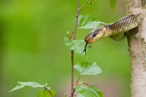 Photo of Aesculapian snake climbing a tree in summer forest with green background.