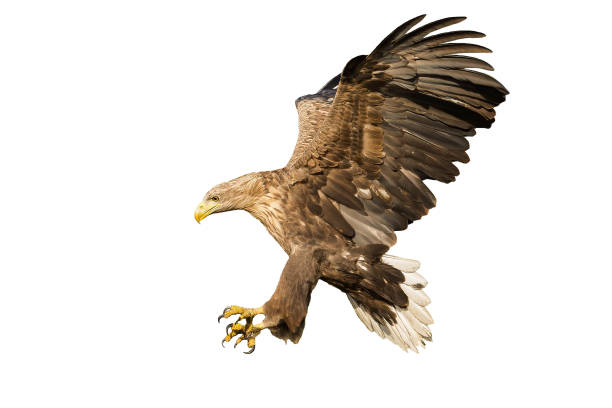 White-tailed eagle catching prey with talons isolated on white background stock photo