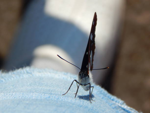 istock Southern white admiral butterfly (Limenitis reducta) on jeans, closeup from ahead 1325063643