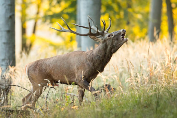 istock Majestic red deer roaring in forest during rutting season. 1325063690