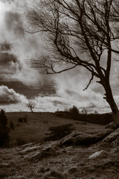 istock Two Trees In Mountain Meadow With Cloudy Sky 1325063778
