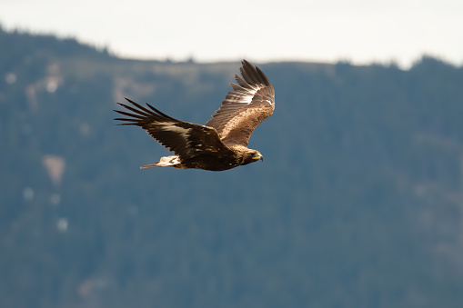 Golden eagle, aquila chrysaetos, flying over the mountains in summer nature. Bird of prey hovering in the air in summertime. Featehred animal in flight.