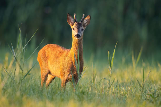 istock Roe deer buck looking on a green meadow illuminated by a warm light at sunrise 1325064054