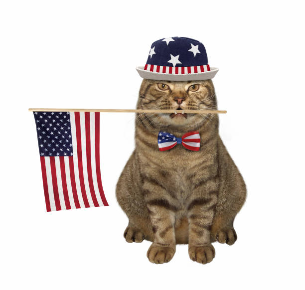 istock Cat with usa flag in its mouth 1325064126