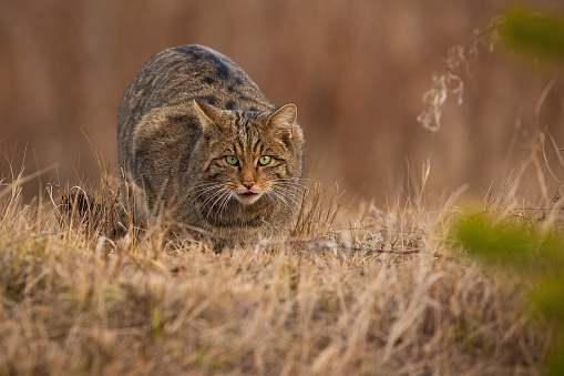 Endangered european wildcat, felis silvestris, sneaking with put out tongue on dry meadow in autumn. Preparation of tabby cat for hunting in natural habitat. Wild mammal with green eyes on forest clearing.