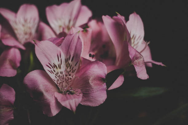 istock Pink lily, stargazer Lilies close up on black background, macro. 1325066856
