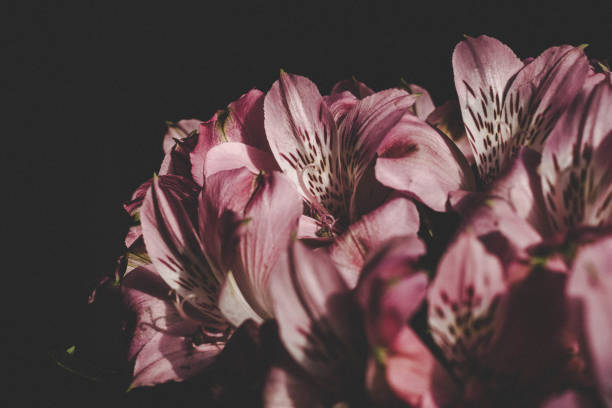istock Pink lily, stargazer Lilies close up on black background, macro. 1325066857