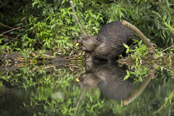 istock Eurasian beaver gnawing a branch and feeding on a riverside 1325067391