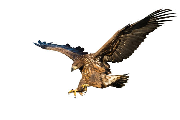 istock Juvenile white-tailed eagle landing isolated on white background 1325067470