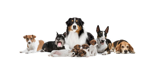 istock Group of different purebred dogs sitting isolated over white studio background. Collage 1325067528