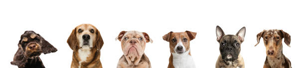 istock Group of different purebred dogs sitting isolated over white studio background. Collage 1325067534