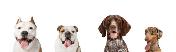istock Group of different purebred dogs sitting isolated over white studio background. Collage 1325067537