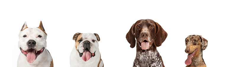 Close-up image of different purebred dogs sitting isolated over white studio background. Collage
