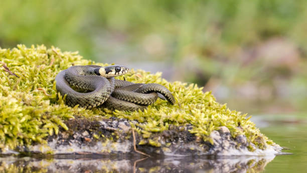 istock Calm grass snake basking twisted on stone covered with green moss near water. 1325068207