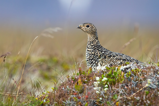 Rock ptarmigan, lagopus muta, sitting on moorland in Icenalnd from side. Arctic bird looking on meadow in summer nature. Camouflaged grouse observing on field.
