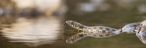 Dice snake floating on water and sticking out tongue with copy space Dice snake, natrix tessellata, floating on water and sticking out tongue with copy space. Wild reptile moving across a river and hunting. Panoramic composition of aquatic animal wildlife. snake with its tongue out stock pictures, royalty-free photos & images