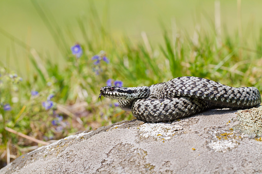 European adder, vipera berus, hissing with a tongue sticking out on a stone in the middle of a meadow. Dangerous wild reptile basking on a sun. Wild serpent in summer nature.