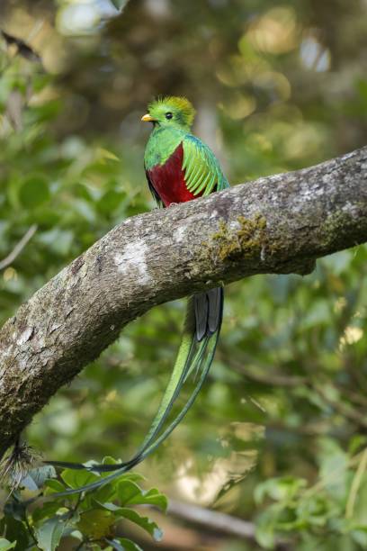 istock Colorful resplendent quetzal sitting on a scrub in cloud forest at sunset. 1325068636