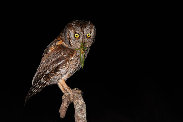 istock Eurasian scops owl holding green bush-cricket in beak while sitting on branch 1325068744