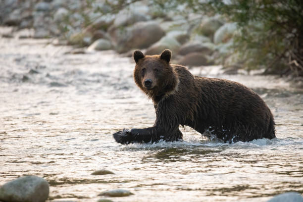 istock Big brown bear wading in river in autumn morning sunlight 1325068787