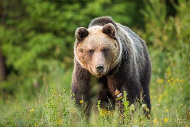 istock Brown bear staring into a camera from front view on a green meadow. 1325068864