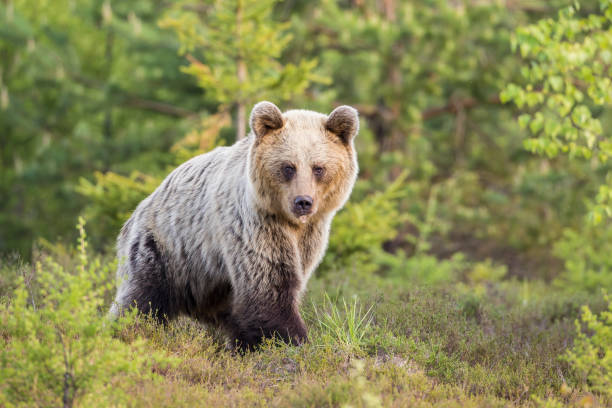 istock Brown bear walking through a moorland with copy space 1325068914