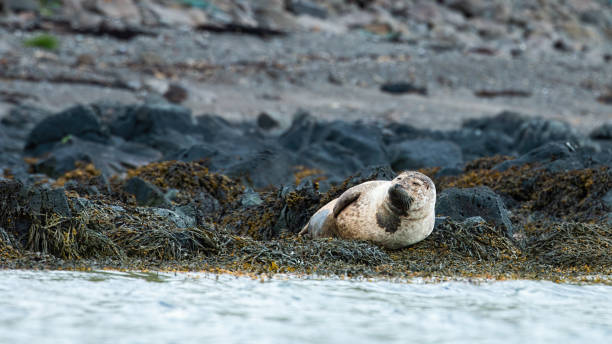 istock Harbor seal lying on rock shore in Iceland wilderness 1325068931