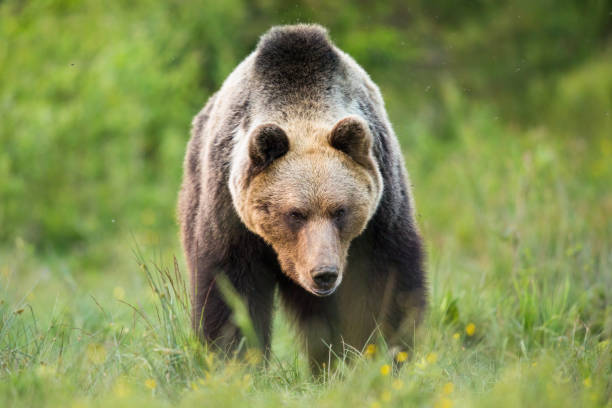istock Massive brown bear walking on meadow in summer nature 1325069124