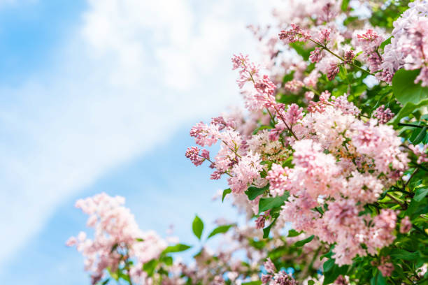 istock Lilac flowers with blue sky, natural spring background. Copy space 1325069231
