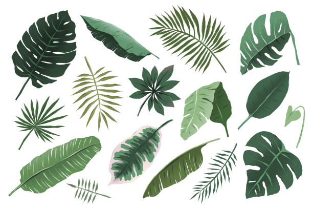 Tropical leaves collection, monstera plant and fan palm leaf, various hand drawn exotic foliage illustration, trendy tropic greenery, isolated vector objects, detailed boho drawing Tropical leaves collection, monstera plant and fan palm leaf, various hand drawn exotic foliage illustration, trendy tropic greenery, isolated vector objects, detailed boho style drawing areca palm tree stock illustrations