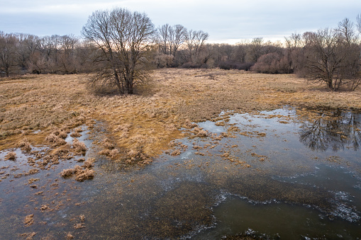 Aerial view of a wetland with frozen water in winter. Tree growing in a meadow in hyporheic zone. Nature background with dry yellow grass and floodplain covered with ice.