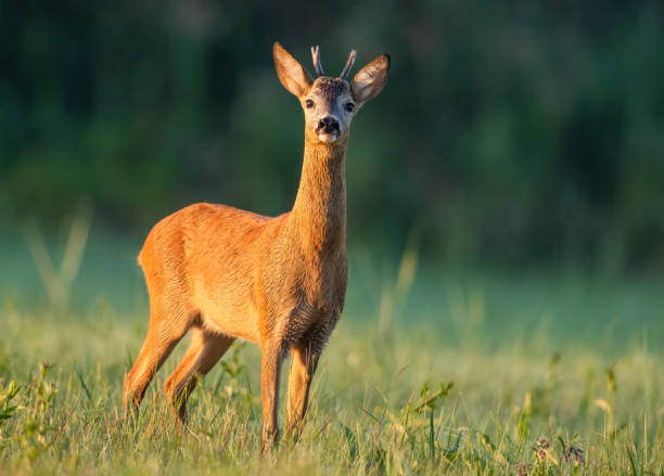 istock Roe deer buck sniffing with nose high at sunrise with green blurred background. 1325069920