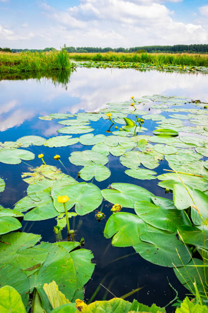 водяные лилии в голландском ландшафте - polder стоковые фото и изображения