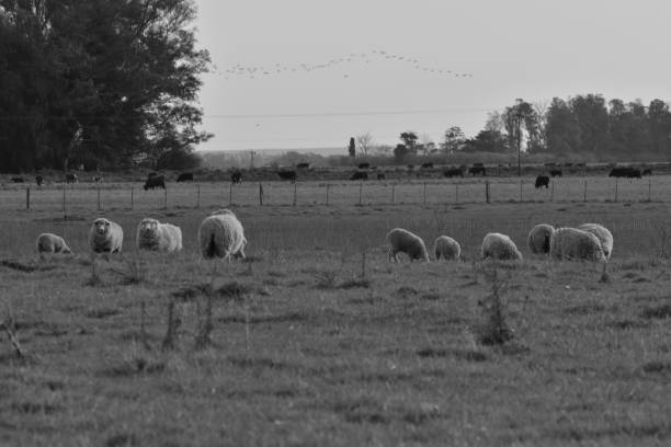istock Countryside - Black and white Farm 1325070296