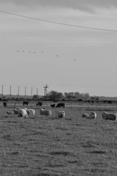 istock Countryside - Black and white Farm 1325070320
