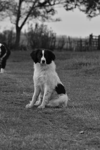 istock Countryside - Black and white Farm 1325070360