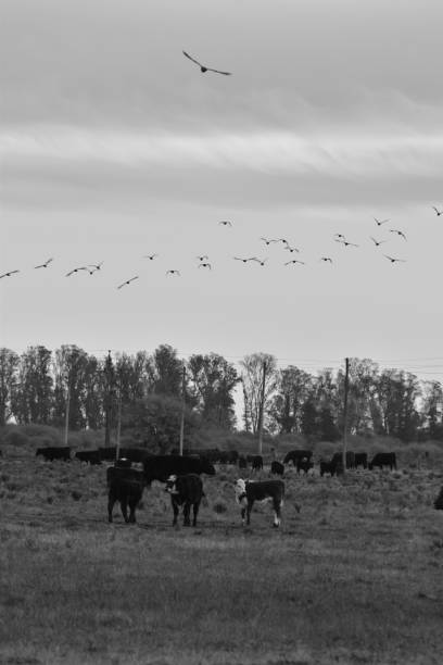istock Countryside - Black and white Farm 1325070505
