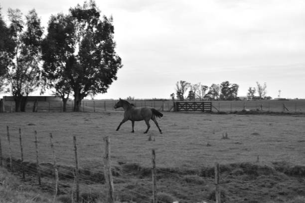 istock Countryside - Black and white Farm 1325071338