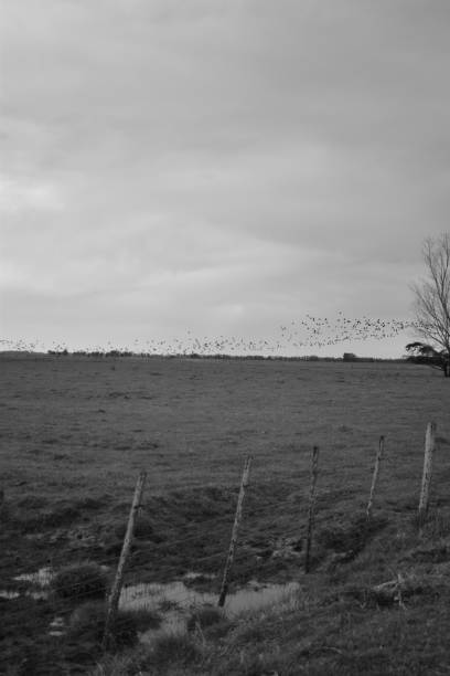 istock Countryside - Black and white Farm 1325071387