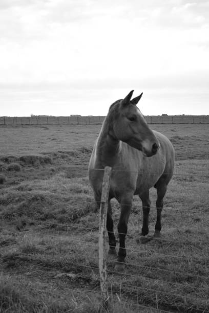 istock Countryside - Black and white Farm 1325071469
