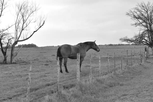 Horse in Field with Impressive Tree possibly a Sycamore.