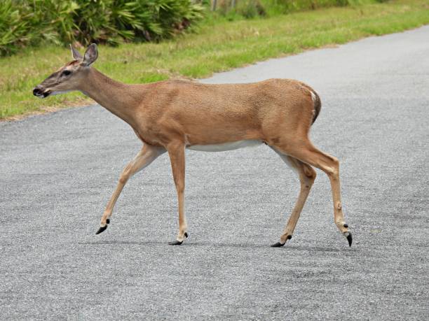 istock White-tailed Deer (Odocoileus virginianus) - Doe crossing the road 1325072792