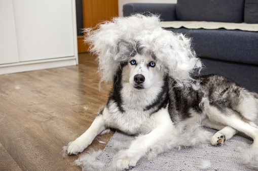 A lot of hair after combing a husky dog