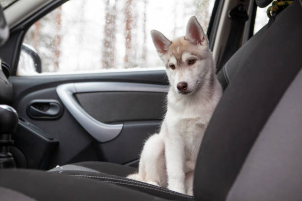 Cute puppy in the car Cute husky puppy in the car empty baby seat stock pictures, royalty-free photos & images