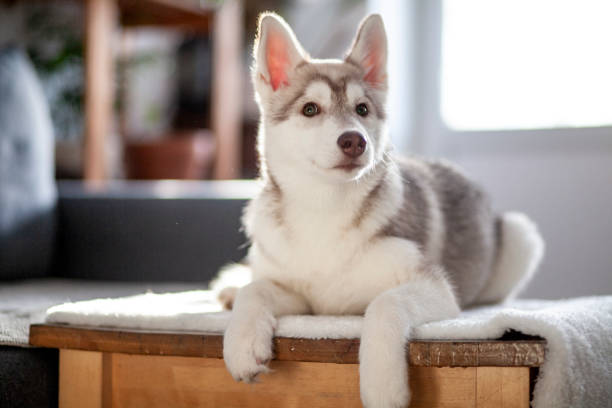 istock Little cute husky puppy 1325073113