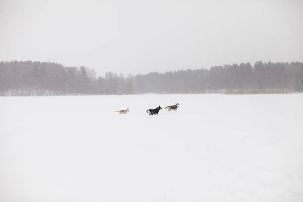 istock Siberian Husky in winter snow 1325073220